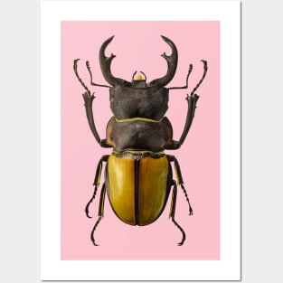 Coleoptera Posters and Art